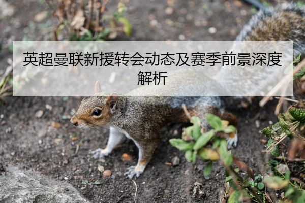 英超曼联新援转会动态及赛季前景深度解析
